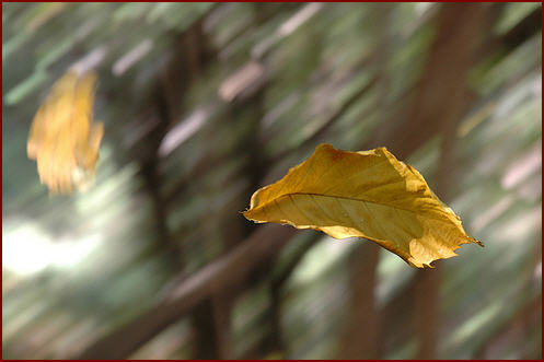 foglie-al-vento.jpg